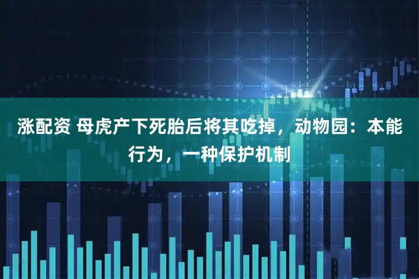 涨配资 母虎产下死胎后将其吃掉，动物园：本能行为，一种保护机制
